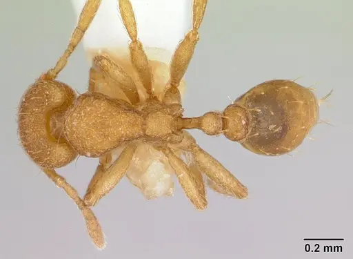 Strumigenys lujae - CASENT0178312