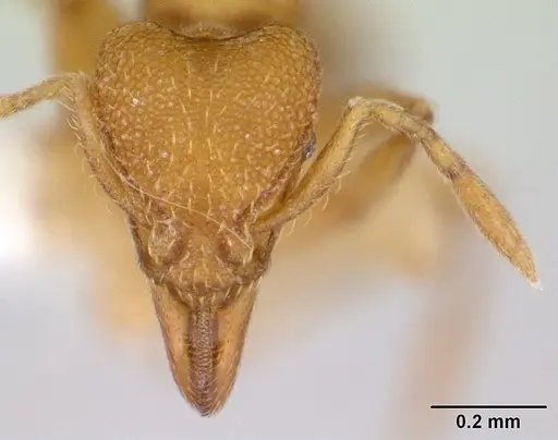 Strumigenys lujae - CASENT0178312