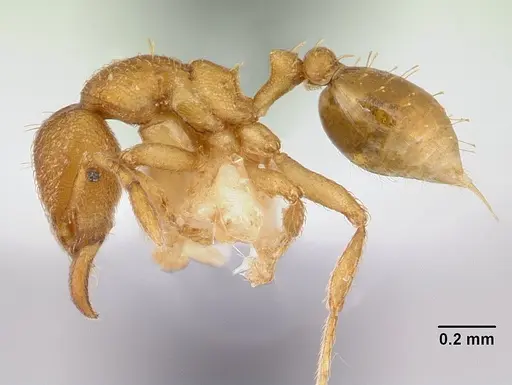 Strumigenys lujae - CASENT0178312