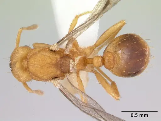 Strumigenys lujae - CASENT0178313