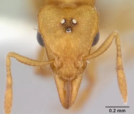 Strumigenys lujae - CASENT0178313