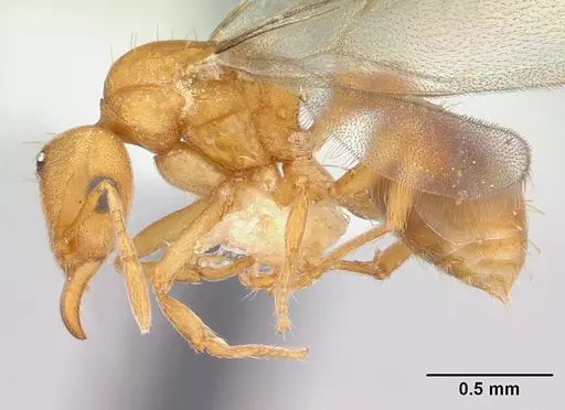 Strumigenys lujae - CASENT0178313