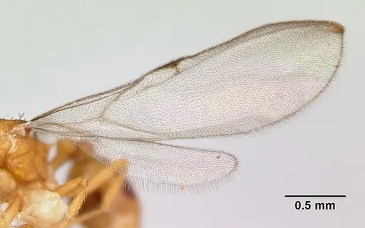 Strumigenys lujae - CASENT0178313