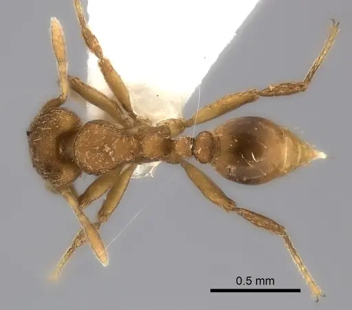 Strumigenys lujae - CASENT0217194