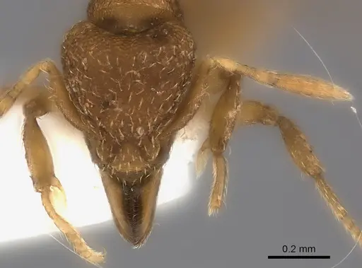 Strumigenys lujae - CASENT0217194