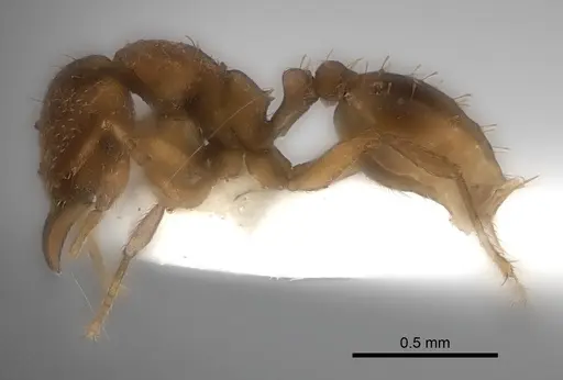 Strumigenys lujae - CASENT0217194