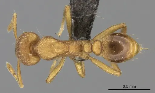 Strumigenys lujae - CASENT0235693