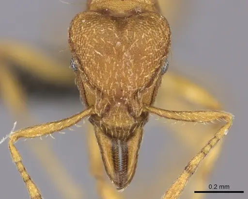 Strumigenys lujae - CASENT0235693