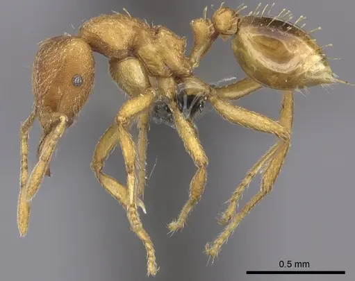 Strumigenys lujae - CASENT0235693