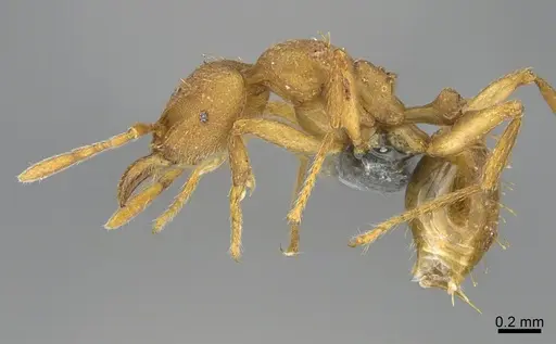 Strumigenys lujae - CASENT0359652