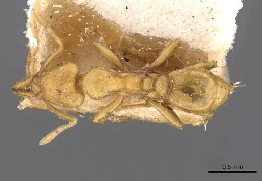 Strumigenys lujae - CASENT0909334