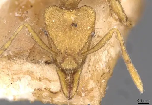 Strumigenys lujae - CASENT0909334