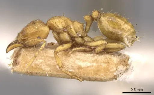 Strumigenys lujae - CASENT0909334