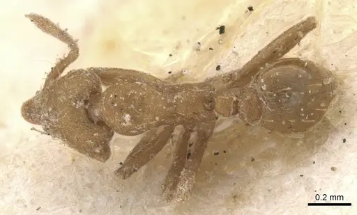 Strumigenys lujae - CASENT0912837