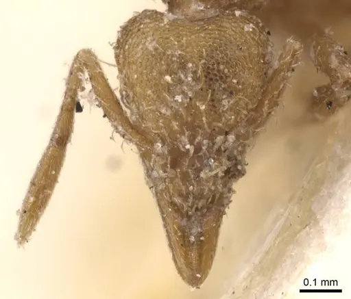 Strumigenys lujae - CASENT0912837