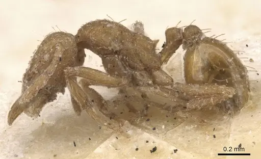 Strumigenys lujae - CASENT0912837