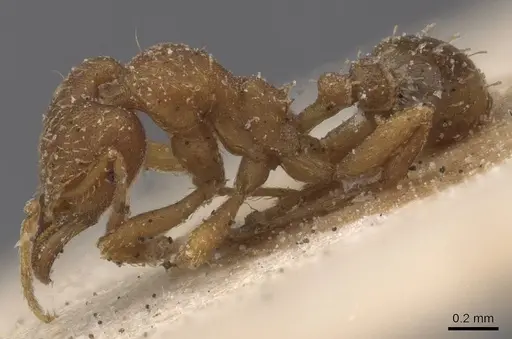 Strumigenys lujae - CASENT0912838