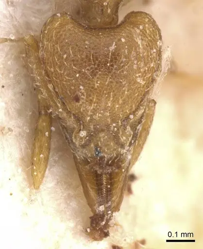 Strumigenys lujae - CASENT0912839