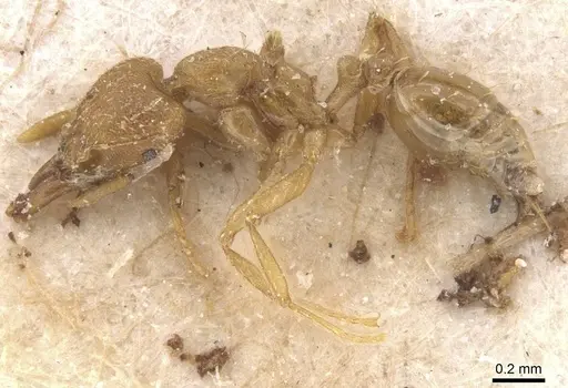 Strumigenys lujae - CASENT0912839