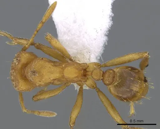 Strumigenys lujae - CASENT0914716