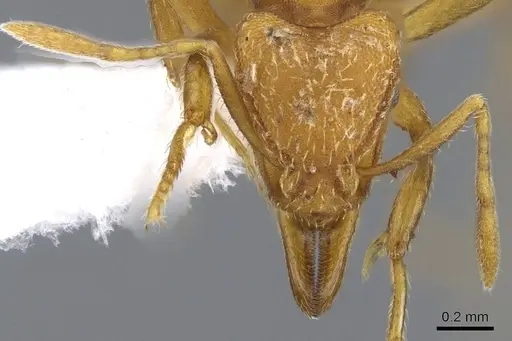 Strumigenys lujae - CASENT0914716