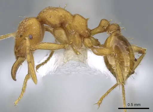 Strumigenys lujae - CASENT0914716