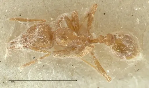 Strumigenys lujae - FOCOL2152