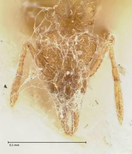 Strumigenys lujae - FOCOL2152