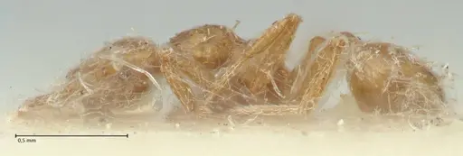 Strumigenys lujae - FOCOL2152