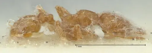 Strumigenys lujae - FOCOL2152