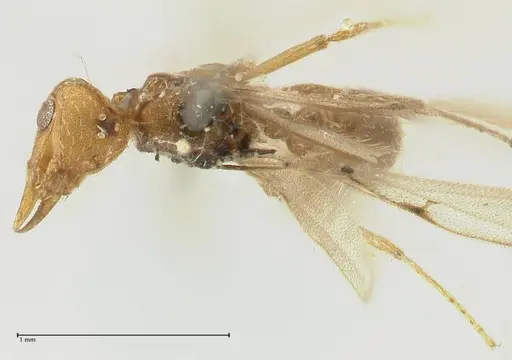 Strumigenys lujae - FOCOL2153