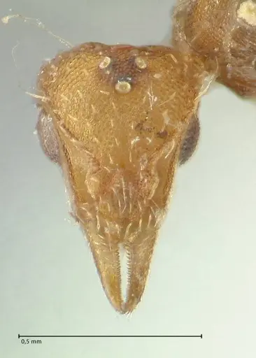 Strumigenys lujae - FOCOL2153