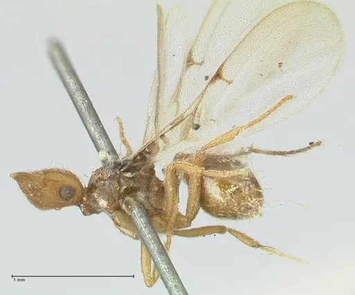 Strumigenys lujae - FOCOL2153