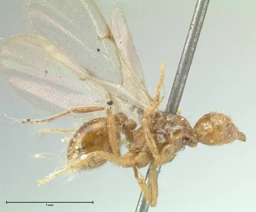 Strumigenys lujae - FOCOL2153