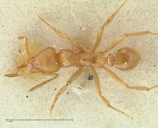 Strumigenys lujae - FOCOL2154