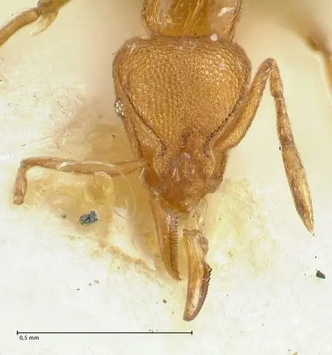 Strumigenys lujae - FOCOL2154