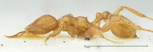 Strumigenys lujae - FOCOL2154