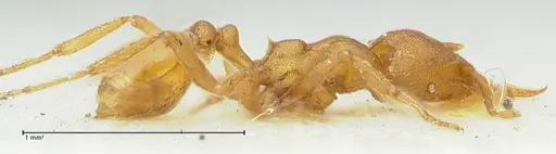 Strumigenys lujae - FOCOL2154