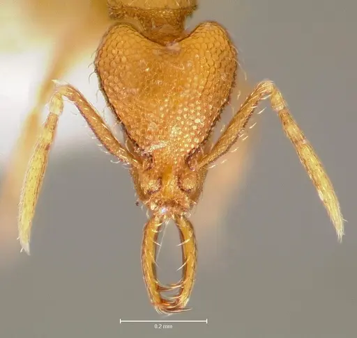 Strumigenys lura specimen