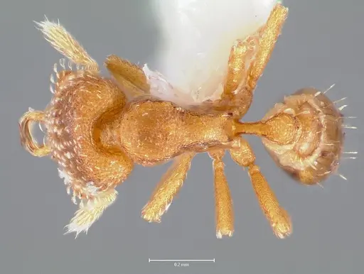 Strumigenys lutron specimen