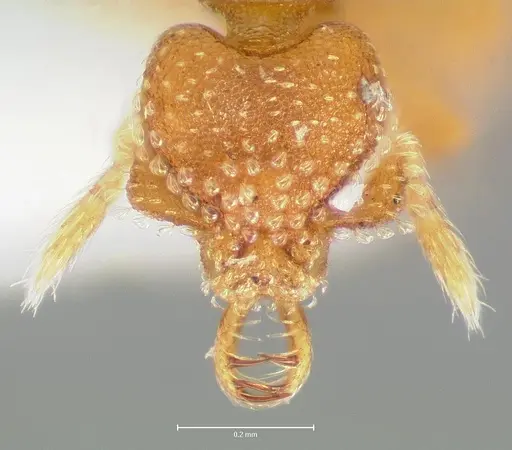 Strumigenys lutron specimen