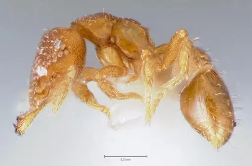 Strumigenys lutron specimen