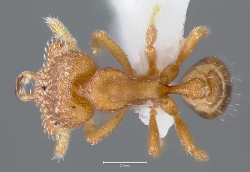 Strumigenys lutron - CASENT0005594