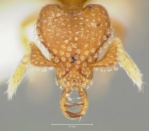 Strumigenys lutron - CASENT0005594