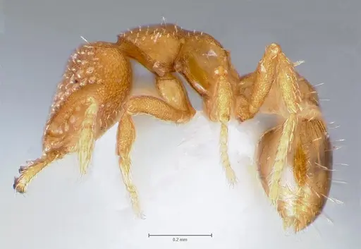 Strumigenys lutron - CASENT0005594