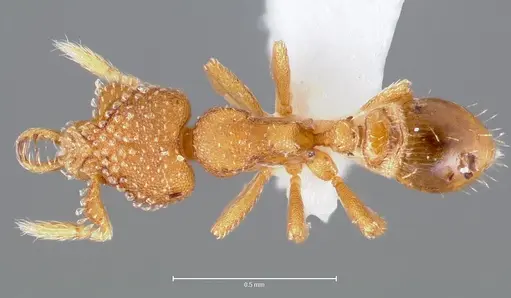 Strumigenys lutron - CASENT0005595