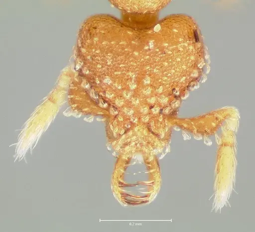 Strumigenys lutron - CASENT0005595