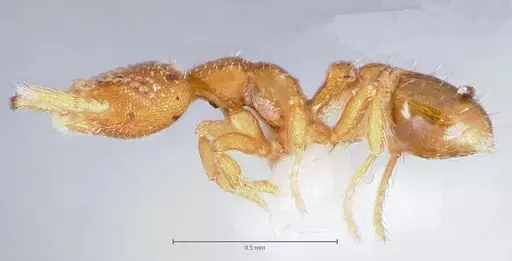 Strumigenys lutron - CASENT0005595