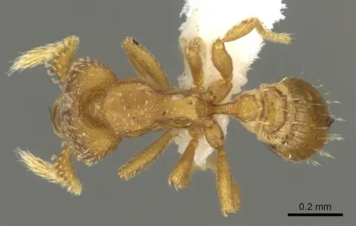 Strumigenys lutron - CASENT0900683