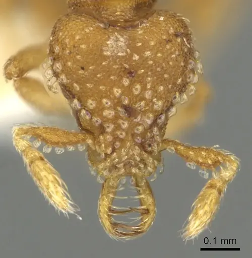 Strumigenys lutron - CASENT0900683